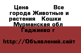 Zolton › Цена ­ 30 000 - Все города Животные и растения » Кошки   . Мурманская обл.,Гаджиево г.